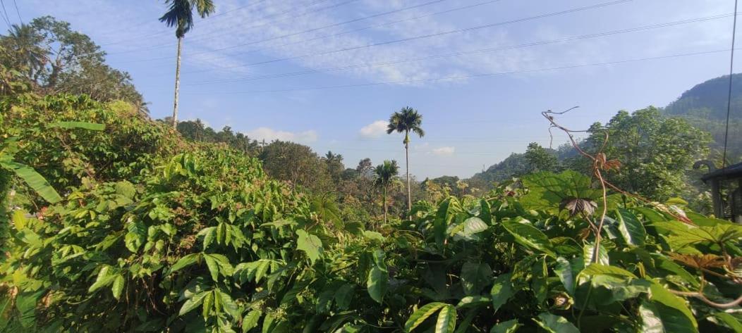 Riya Home Stay Munnar Anaviratty Exteriér fotografie